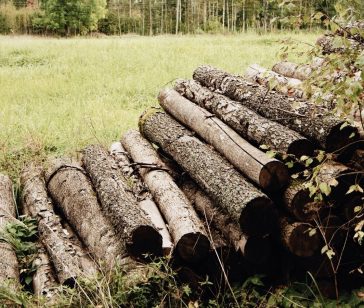 interventi-abbattimento-alberi
