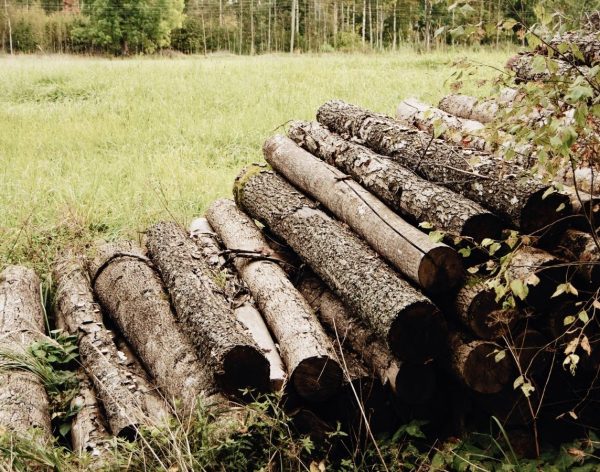 interventi-abbattimento-alberi